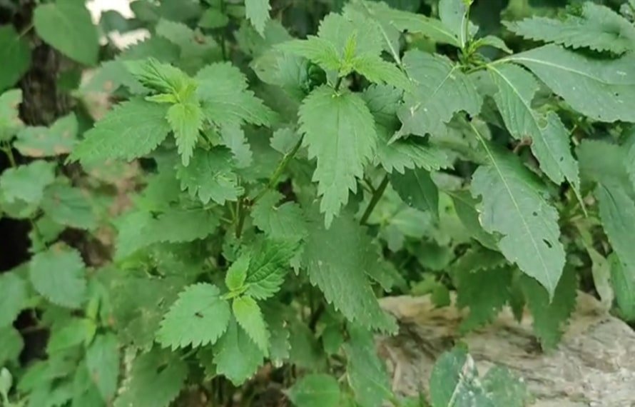 خطرناک پودے، وادی لیپا جانیوالے سیاحوں کیلئے الرٹ جاری