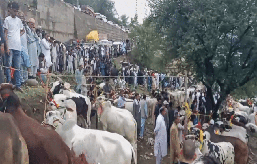 catal market
