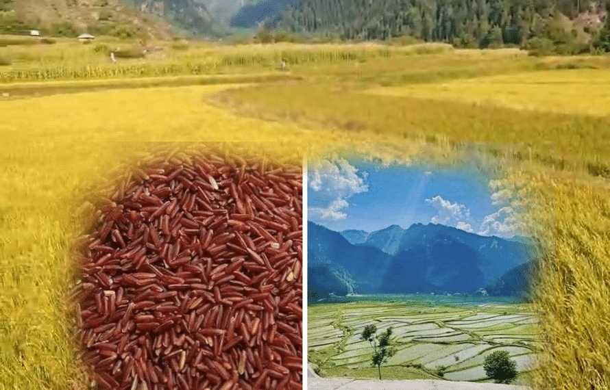 وادی لیپہ کا نایاب سرخ چاول، قدیم روایت کا حصہ