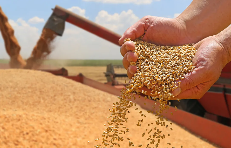 گندم پالیسی