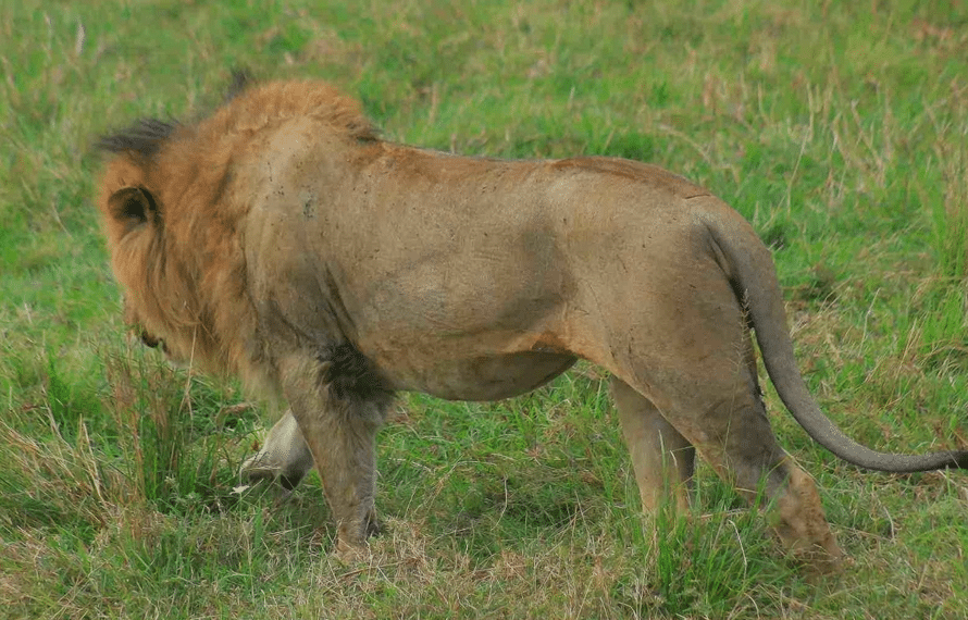 شیر