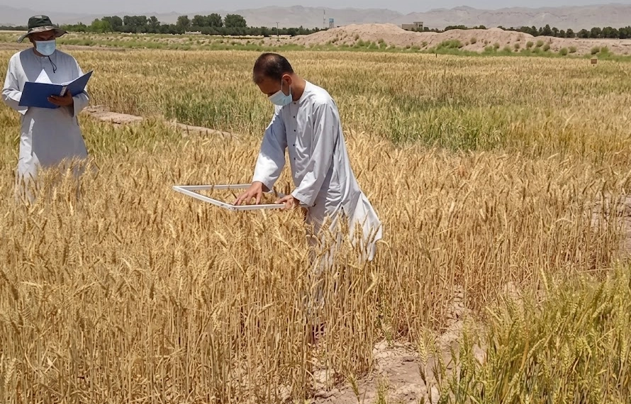 حکومت