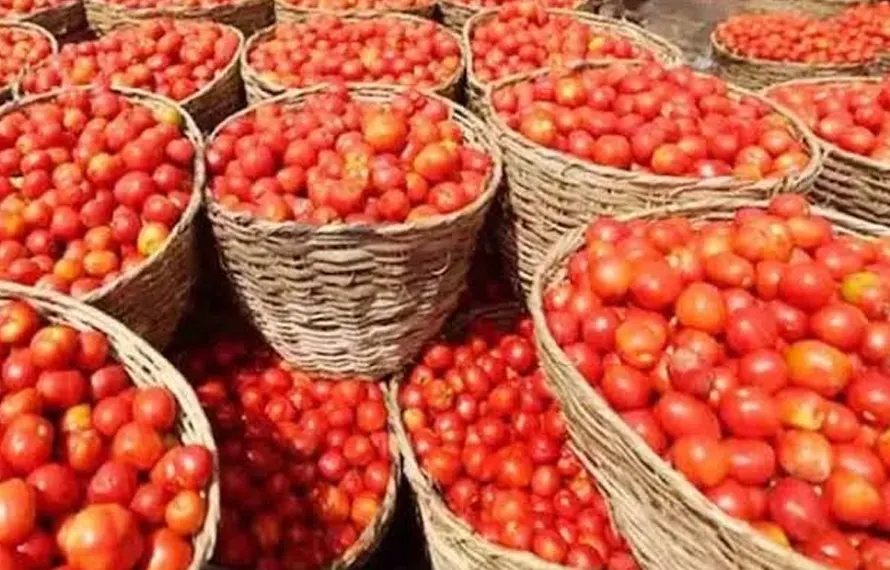 راولپنڈی میں ٹماٹر کی قیمت میں ہوشربا اضافہ، 500 روپے فی کلو تک پہنچ گیا