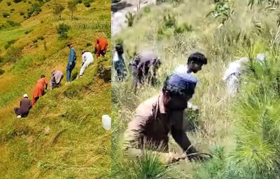 آزاد کشمیر کے دیہی علاقوں میں صدیوں پرانی گھاس کٹائی کی روایت’’لیتری‘‘ کا رنگا رنگ سیزن شروع