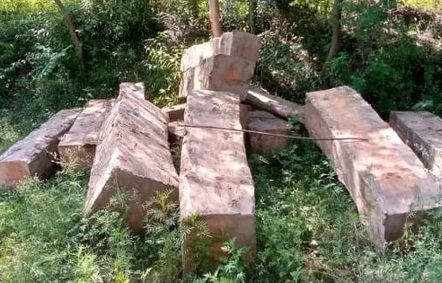 چکار رینج میں محکمہ جنگلات کی کارروائی، لاکھوں کی غیر قانونی لکڑی ضبط