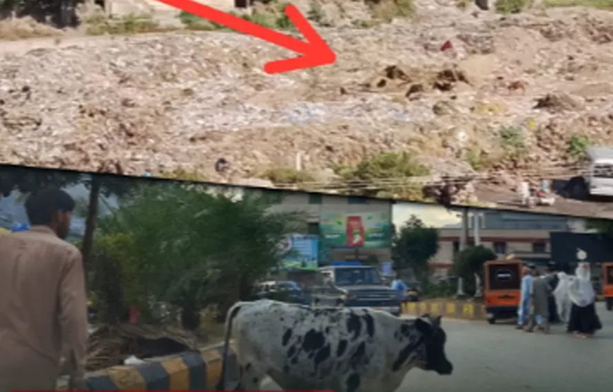 مظفرآباد: آوارہ جانوروں کو ضبط کرنے کے دعوے، شہر کی سڑکوں پر مویشیوں کی نقل و حرکت